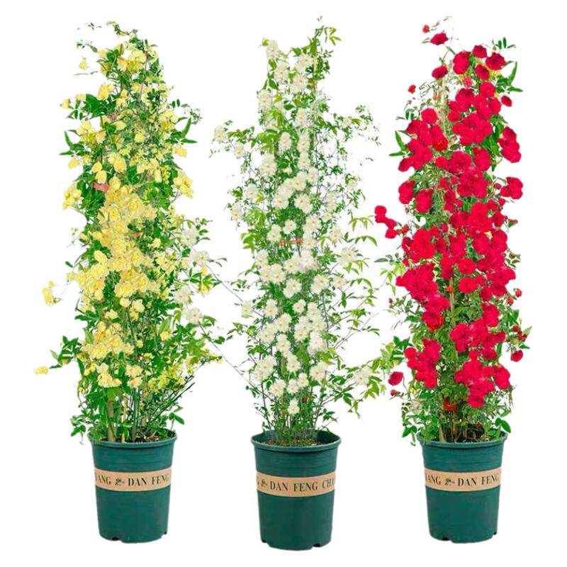 黄木香花苗爬藤植物庭院红白耐寒