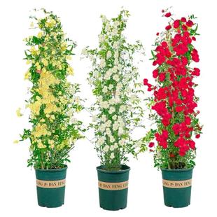 黄木香花苗爬藤植物四季红白木香树苗大苗庭院耐寒蔷薇花盆栽开花