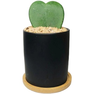 心性球兰爬藤心叶球兰锦观花植物垂吊绿叶爬藤萝摩科易养易活