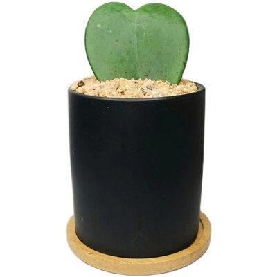 观花植物垂吊爬藤易活心叶球兰