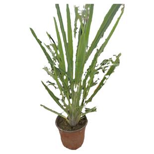 新鲜柠檬香茅草盆栽香茅草苗泰国柠檬草香草香料原土发货易活包邮