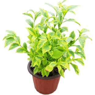 金叶连翘假连翘黄金露盆栽驱蚊彩叶灌木庭院观叶绿植叶子金灿灿