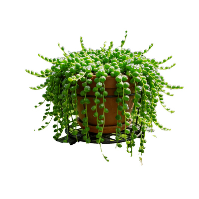 【易爆盆】佛珠吊兰盆栽多肉植物室内垂吊绿植情人泪吊兰好养花卉