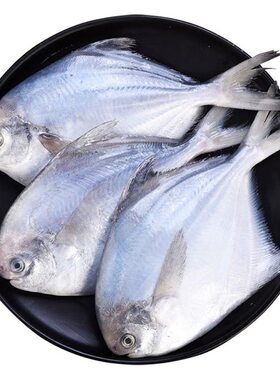 新疆虹鳟鱼新鲜三文鱼现切日料冷冻寿司即食刺身整条一整只免费切