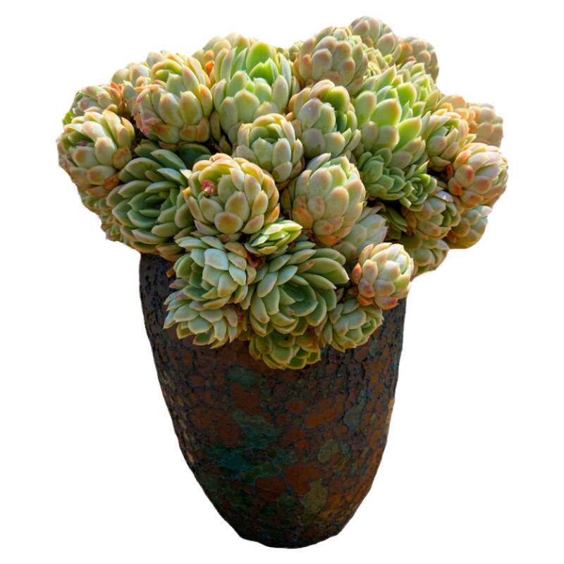 冰梅群生巨型带盆栽好多肉植物