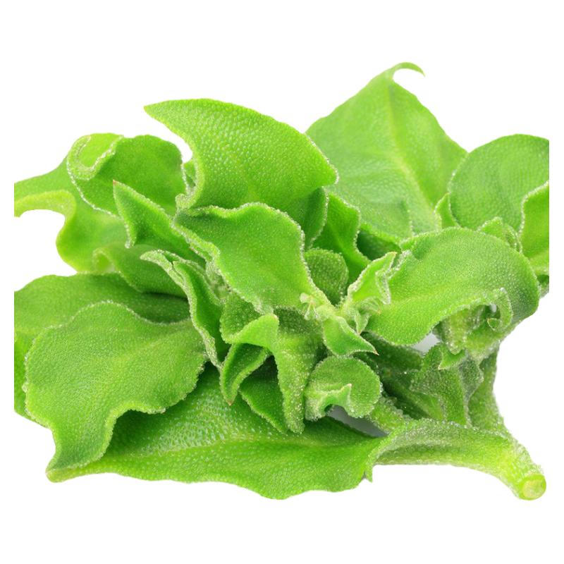 冰草新鲜蔬菜生吃非洲冰草沙拉蔬菜沙拉生菜健身冰菜冰叶500g