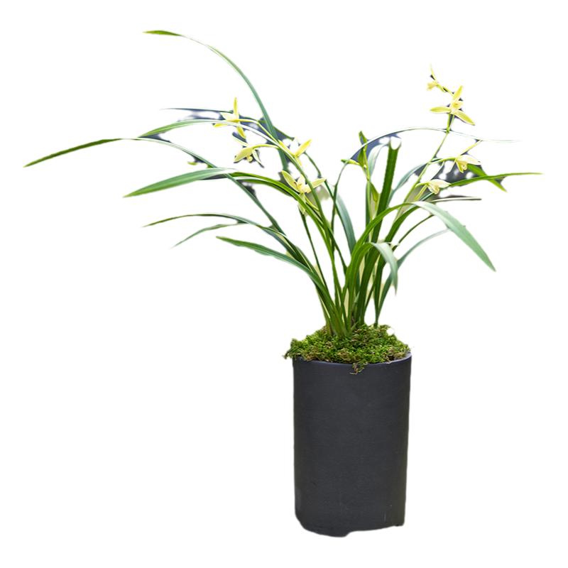 清雅蘭花建蘭四季蘭花帶花苞三明魚(yú)枕室內(nèi)花卉盆栽好養(yǎng)活