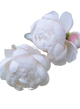 阳台盆栽扦插小兔子微型月季花苗