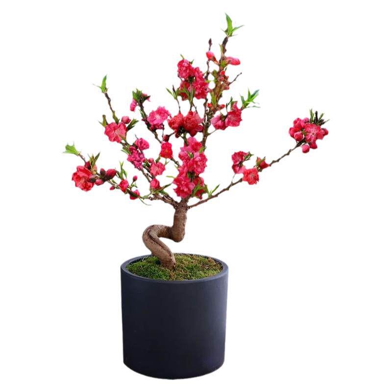 庭院植物寿星桃苗盆栽重瓣桃花盆景嫁接桃树苗红花碧桃苗耐寒花卉