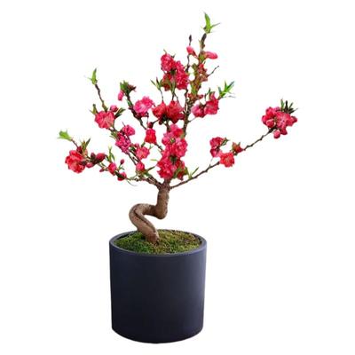 庭院植物寿星桃苗盆栽重瓣桃花盆景嫁接桃树苗红花碧桃苗耐寒花卉