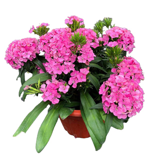 霹雳石竹盆栽冬日绣球庭院阳台花园户外耐寒花卉多年生好养活植物