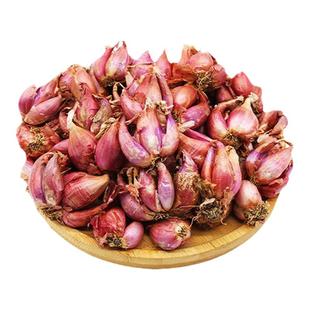 四川小香葱红葱头香葱头可吃可种阳台四季火葱头种黄葱头半斤包邮