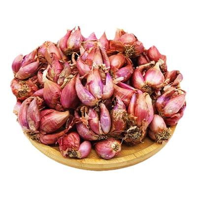 四川红葱头火葱头小香葱