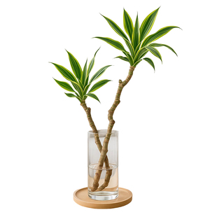 美人桩水培植物巴西木水养绿植室内盆栽好养花卉客厅桌面盆景摆件