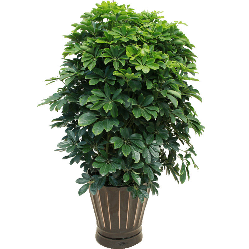 绿植绽放四季喜阳耐晒绿植鸭掌木