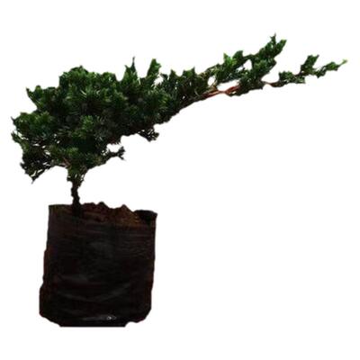 地柏小苗迎客松花卉盆栽绿植四季常青绿化苗盆景老桩室内外易养活