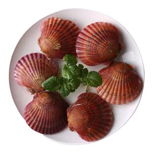 鲜活扇贝肉带黄新鲜扇贝特大冷冻海鲜水产北城红贝鲜超大特级商用
