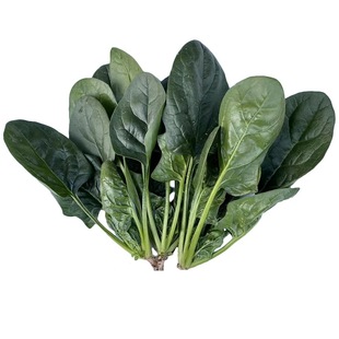 大叶菠菜种子四季种植秋越冬耐寒红根小叶菠菜蔬菜阳台盆栽菜种籽
