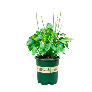 车前草盆栽新鲜中草药材室内阳台室外庭院可食用植物绿植老桩大苗