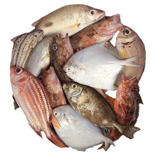 【当天上岸】新鲜海杂鱼速冻5斤当天海捕现杀深海鱼组合混搭包邮