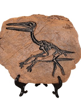 仿真恐龙化石模型摆件霸龙道具