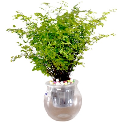 水培铁线蕨水培铁丝多年生铁线蕨