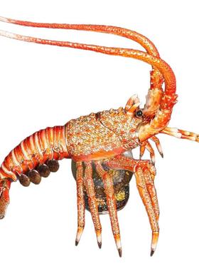 金属工艺品大摆件珐琅彩合金波斯顿大龙虾装饰品海鲜创意酒店软装