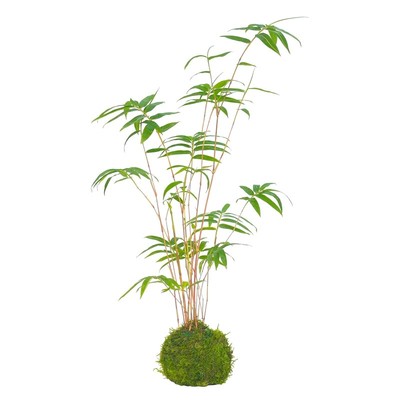 苔藓球红杆观音竹米竹水培盆景