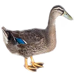 老青头鸭土鸭公鸭老麻鸭农家散养五谷杂粮大水鸭活体6斤新鲜现杀