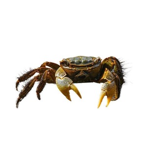 将军蟹活体微景观淡水相手蟹观赏蟹辣椒蟹除藻清洁工易活小爬宠