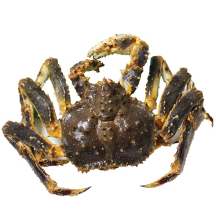 4-10斤阿拉斯加皇帝蟹鲜活帝王蟹海鲜超大霸王蟹大龙虾螃蟹面包蟹