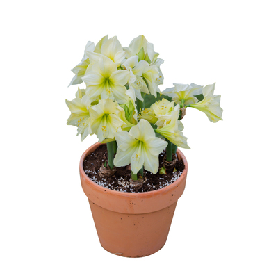 塔莎的花园朱顶红重瓣种球