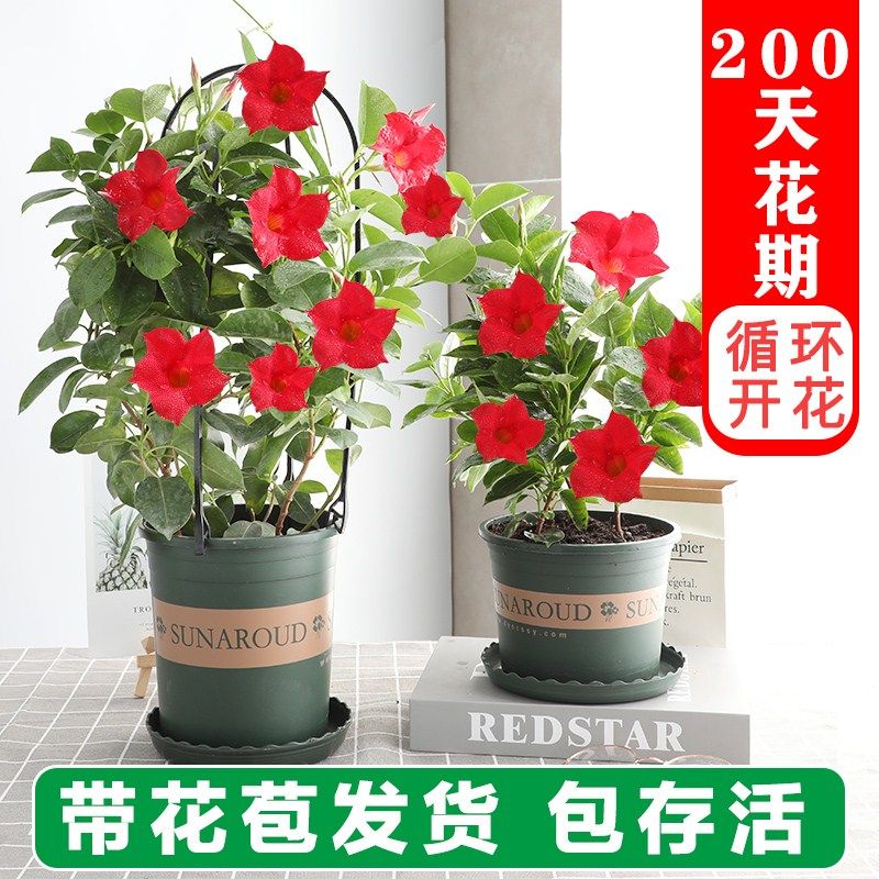 万年飘香藤客厅万香藤花万里飘香疼花四季漂香腾花万里漂香滕花