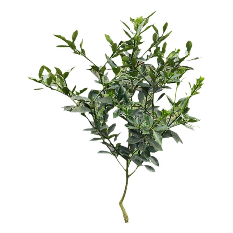脆蜜金柑滑皮脆皮金桔三年绿植苗