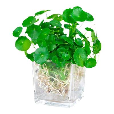 铜钱草无净化空气客厅