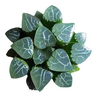 多肉植物冰灯玉露防辐射潘氏彩色水晶玉露四季好养活室内桌面盆栽