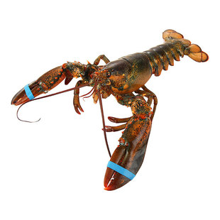 鲜活龙虾鲜活波士顿大龙虾加拿大龙虾1~10斤特大波龙大澳龙海鲜