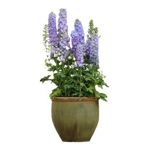 重瓣大花飞燕草种子四季种易活复瓣多年生耐寒花坛盆栽春秋季播籽