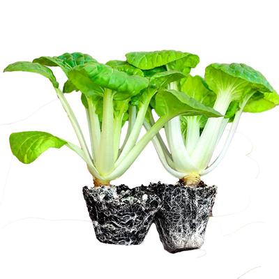 耐寒耐热乌塌菜苗秧苗带土包成活