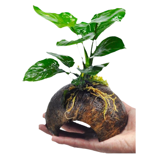 椰壳水草水草躲避屋懒人沉木水草鱼缸植物草缸造景真水草后景阴性