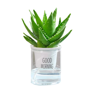 芦荟盆栽室内除甲醛净化空气绿植物办公桌多肉四季好养花卉仙人掌