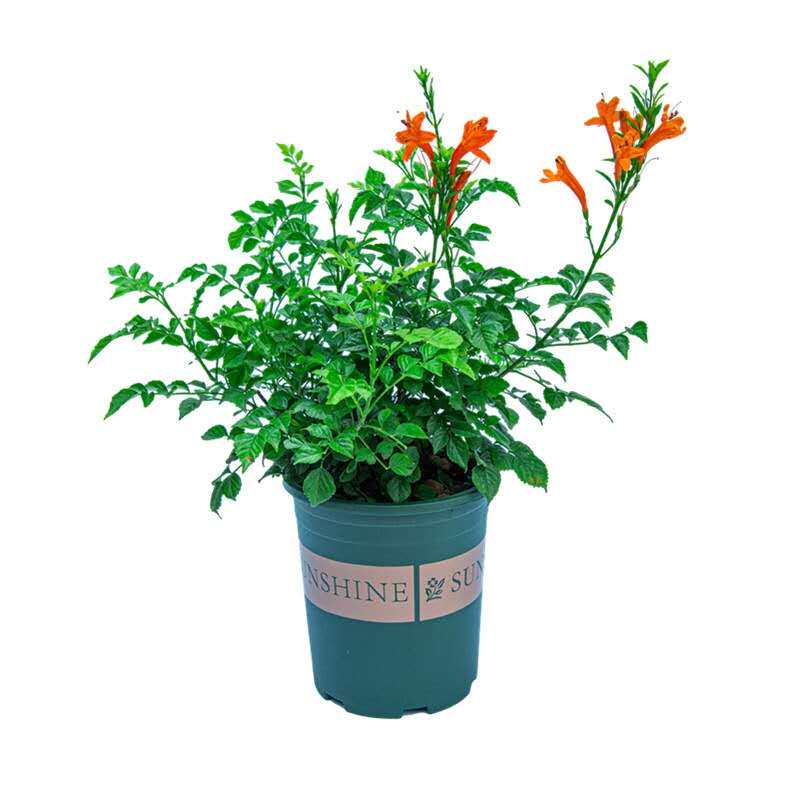包邮硬骨凌霄花苗开花藤本植物全年开花庭院阳台楼顶盆栽四季开花