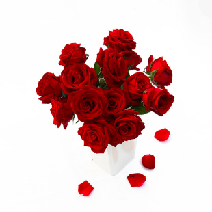 云南昆明鲜花基地直发红玫瑰花斗南直批家庭水养玫瑰花