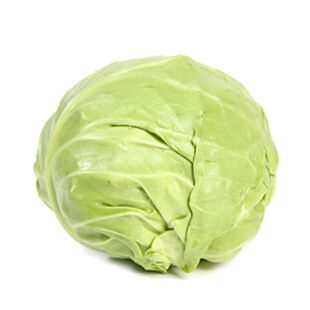 球心甘蓝苗秧苗苗子花菜花苗子西兰花苗子苗四季南方盆栽阳台菜苗