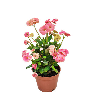 潘多拉稀有新品种中花粉色虎刺梅盆栽铁海棠阳台楼顶暴晒花卉