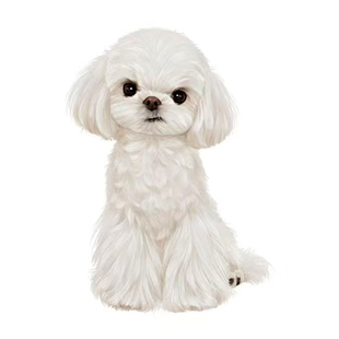 马尔济斯犬鉴定师咨询狗品相品种鉴定估价挑选小体马尔济斯鉴定