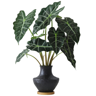 大仙女海芋盆栽室内植物办公室桌面水培好养花卉净化空气绿植盆景