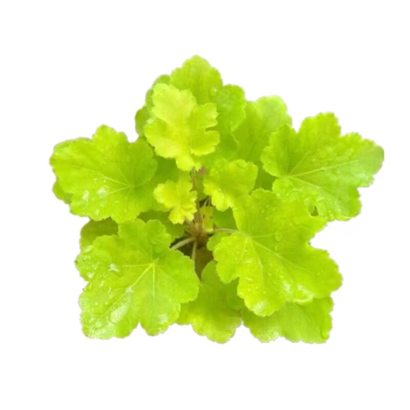 矾根大苗室内外耐寒花园植物