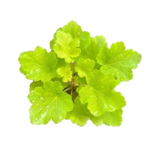 矾根大苗室内外耐寒花园植物
