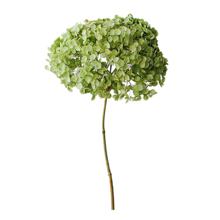 安娜小叶绣球花干花ins风干鲜花真花天然秋色大叶吊顶装饰永生花